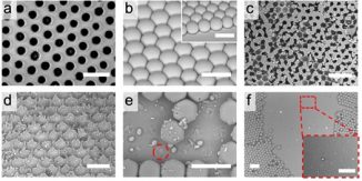 Figure 3 Bio-inspired design of liquid-repellent structures with enhanced mechanical stability.  (a) Intact structure of interconnected porous surface.  (b) Intact discrete structure.  (c-d) Damaged interconnected structures at (c) 8.6 kPa (kilopascal, the unit of pressure) and (d)11.5 kPa respectively.  (e-f) Damaged discrete structures at (e) 0.4 kPa and (f)2.9 kPa respectively.