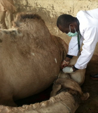 研究團隊於西非收集駱駝樣本。
