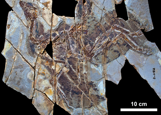 圖2. 帶羽毛恐龍赫氏近鳥龍的標本，顯示了顏色圖案。科學家在這物種中首次發現了黑色素。圖片提供: Xiaoli Wang）