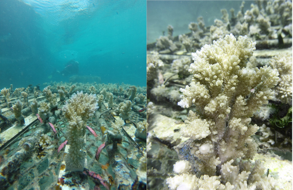圖5及6.於法屬玻里尼西亞茉莉亞島海底底棲生物群的輻板軸孔珊瑚(相片鳴謝: Isis Guibert博士)