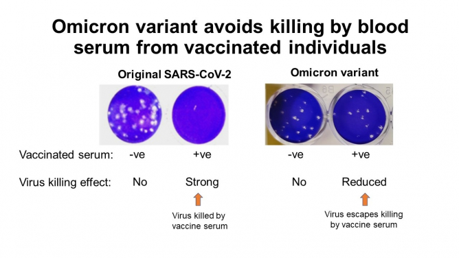 Cells infected were infected with each virus alone or virus mixed with blood serum from vaccinated persons. The cells stain blue but when the cells are killed by virus you see a hole (white) in the cell sheet. In the figure you see that the original 2020 SARS-CoV-2 is completely killed by the blood of vaccinated people but the Omicron virus killing is much reduced.
 