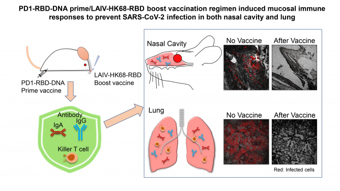 HKUMed discovers a novel vaccine strategy to prevent SARS-CoV-2 nasal infection


 