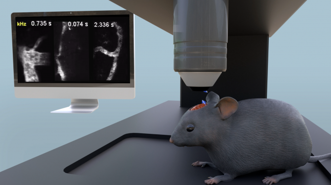 The illustration of cerebral blood flow imaging of awake mouse using the FACED microscope 
 