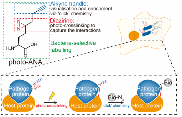 圖中為病原體與宿主蛋白間的相互作用。Photo-ANA是一個帶有炔基基團（alkyne handle）和雙吖丙啶基團（diazirine）的多功能非天然氨基酸。在感染進程中，photo-ANA可以標記細菌蛋白質，進而捕獲與它們進行相互作用的宿主蛋白質，揭示細菌感染機製。圖⽚修改自研究論文（doi: 10.1038/s41589-022-01245-7）