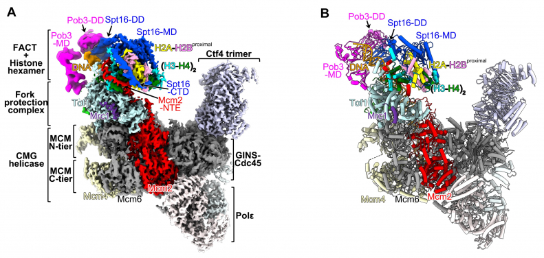 Figure 2. The cryo-EM structure of the yeast replisome in complex with FACT and parental histones (A) and its atomic model (B). Modified from Li et al, Nature (2004)
 