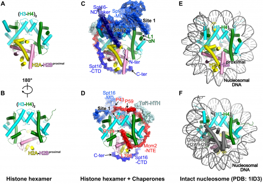 Figure 3. The evicted histone hexamer and its chaperons from the replisome structure. (A-B) The architecture of the parental histone hexamer. (C-D) The histone-chaperone complex on the replisome. (E-F) The structure of an intact nucleosome. Modified from Li et al, Nature (2004)
 