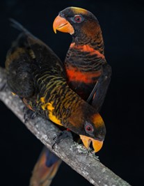 The dusky lory is a parrot native to New Guinea, with red and yellow forms that coexist in natural populations. Researchers leveraged this extremely rare phenomenon to identify an enzyme that can explain why parrots have such diversity in colour. Credit: Pedro Miguel Araújo.
 