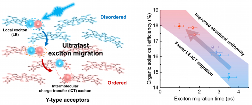 The research uncovers a direct relationship between the exciton migration time (time for exciton movement from disordered to ordered areas) and structural disorder, which has significant implications on the charge transport property and the overall solar conversion efficiency of organic solar cells based on these materials. Image modified from Guo et al, Energy & Environmental Science (2024).