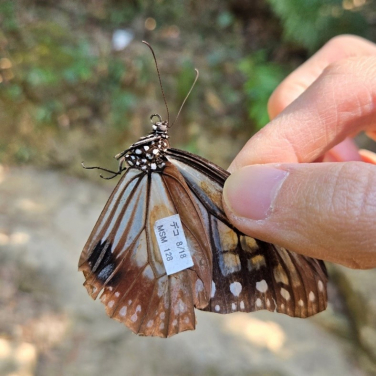 Figure 2: The Chestnut Tiger (Parantica sita) captured in Repulse Bay on Dec 21 2024 was tagged in Japan on Aug 18 2024. Photo courtesy: Yuet Fung Ling. 
 