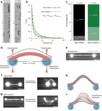 Figure 1: Representative  kymographs showing single GFP-tagged ATAT-2 molecules on GMPCPP-stabilized MEC-12/MEC-7 (left) and TBA-2/TBB-2 (right) microtubules. Similar results were obtained from at least three independent experiments.