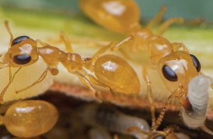 螞蟻遍佈全球  數量影響生態